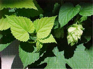 Hops Humulus lupulus